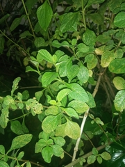 Pilea nummulariifolia