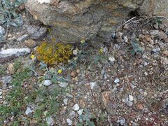 Trichoptilium incisum