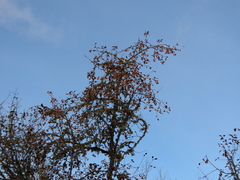 Malus × dawsoniana