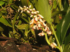 Alpinia zerumbet