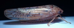 Ponana rubida