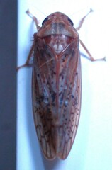 Ponana rubida