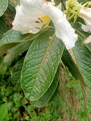 Rhododendron