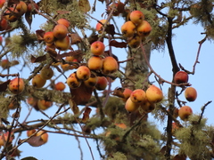 Malus × dawsoniana