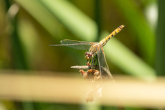 Erythrodiplax corallina