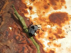 Cypherotylus debauvei