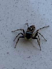 Cosmophasis micarioides