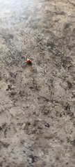 Coccinella undecimpunctata