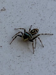 Cosmophasis micarioides