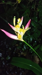 Heliconia psittacorum