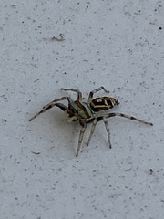 Cosmophasis micarioides