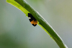 Phyllotropis cingulata