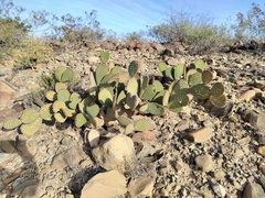 Opuntia rufida