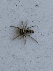 Cosmophasis micarioides