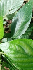 Acanthoideae