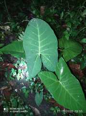 Xanthosoma