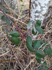 Rubus bifrons