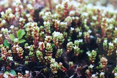 Crassula moschata