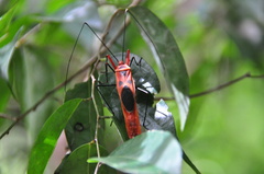 Macrocheraia grandis