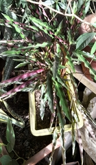 Goeppertia rufibarba