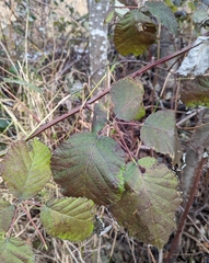 Rubus bifrons