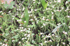 Sedum moranense