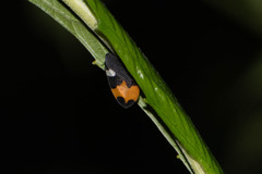 Phyllotropis cingulata