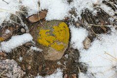 Candelariella rosulans