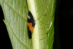 Phyllotropis cingulata