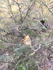 Jalmenus evagoras