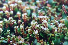 Crassula moschata