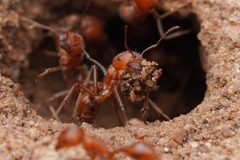 Pogonomyrmex maricopa