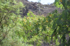 Tipuana tipu