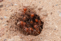 Pogonomyrmex maricopa