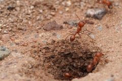 Pogonomyrmex maricopa