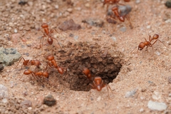 Pogonomyrmex maricopa