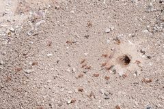 Pogonomyrmex maricopa