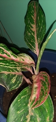 Aglaonema commutatum