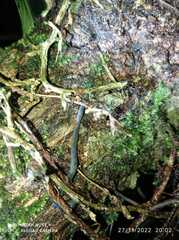 Oligochaeta
