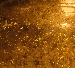 Wolffia brasiliensis