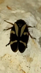 Deois flavopicta