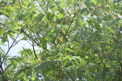 Tipuana tipu