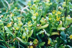 Senecio carnosulus