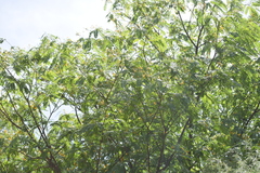 Tipuana tipu