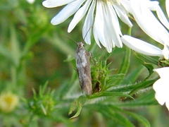 Scythrididae