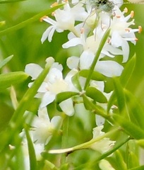Asparagus aethiopicus