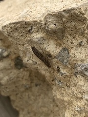 Allacrotelsa spinulata