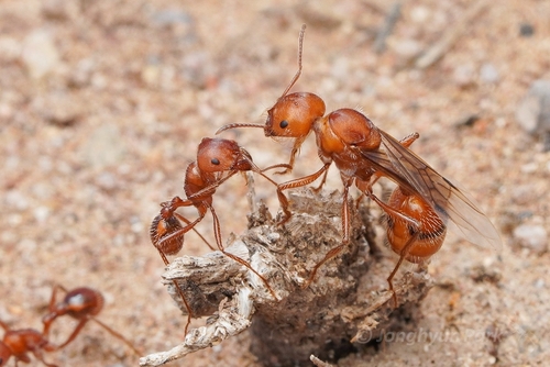 Maricopa Harvester Ant
