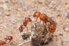 Pogonomyrmex maricopa