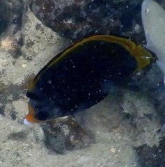 Chaetodon flavirostris